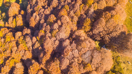 Drone aerial view of woods during the autumn season with warn colors