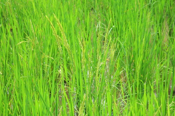 Rice field