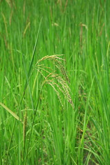 Rice field