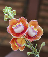 Fototapeta na wymiar Blooming cannon ball tree, this flower's scientific name is couroupita guianensis flower of religion and is grown in the tropics