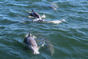 Dolphins in Ocean Port Aransas Texas © LaVonna