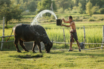 Farmers are bathing buffalo in rural areas.Asian farmers use buffalo to help with farming.