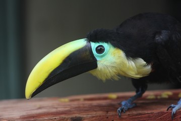 toucan © ana