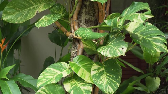 Tropical vine with large leaves wrapped around tree trunk stock footage video