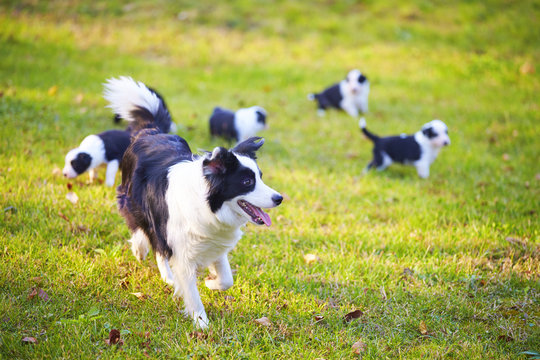 mother border collie walking with her puppies outdoor