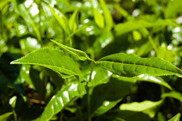 Macro tea leaf. Coonor, Nilgiri, India. Plantation.