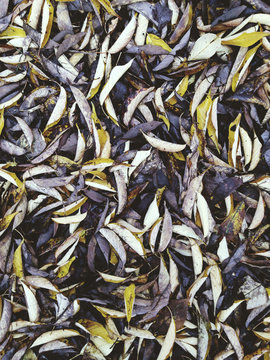 Pile of leaves in autumn