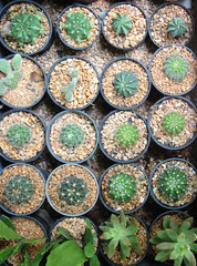 Many type of cactus grow in pots