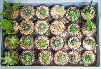 Many type of cactus grow in pots