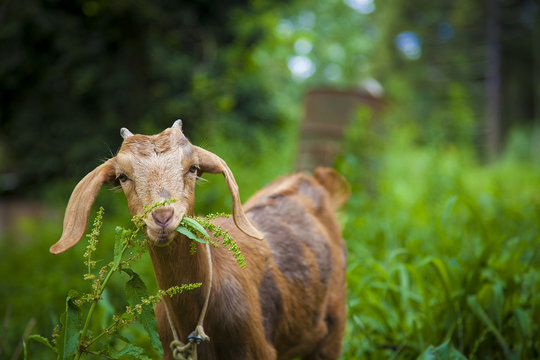 Goat Eating Some Grass