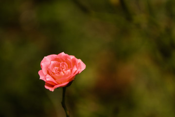 Rose flower