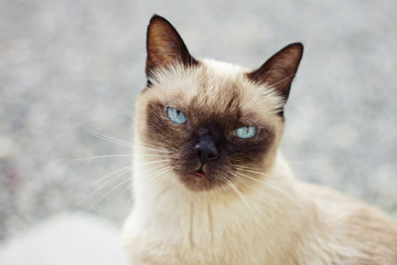 Portrait of beautiful blue eyed cat looking at the camera in the sunlight