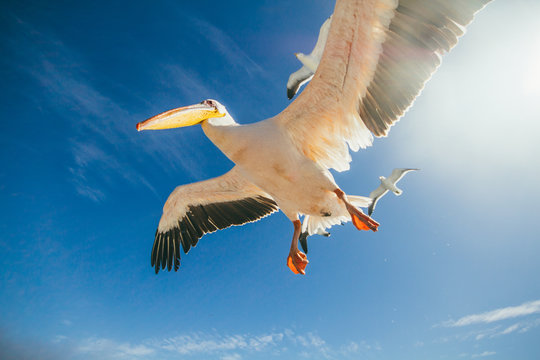 Pelican and seagulls flying on blue sky seen from below