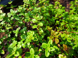 thyme