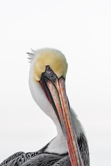 Brown Pelican Portrait