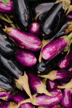 Colorful organic eggplants