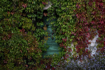 Autumn vine red and green leaves decorate wooden door