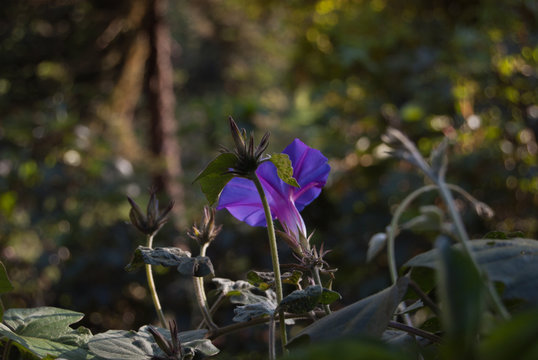 Convolvulus violet flowering plant. Bindweed