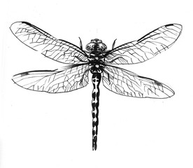Dragonfly