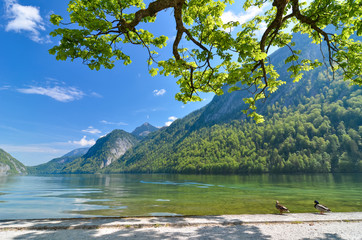 Beautiful nature of green tree at Konigsee in Berchtesgaden, Germany