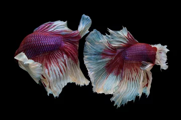 Zelfklevend Fotobehang The moving moment beautiful of tail of siam betta fish in thailand on black background. © Soonthorn