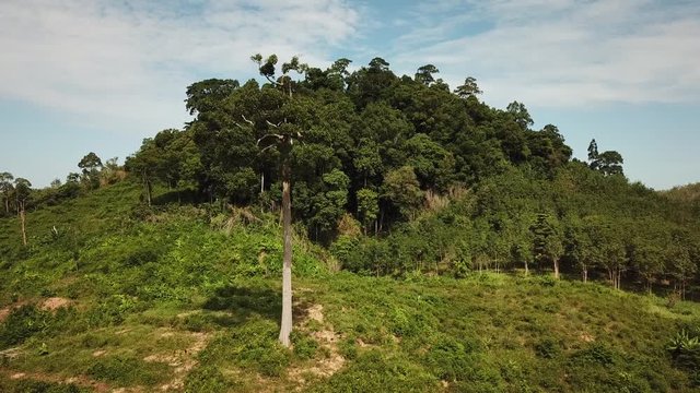Deforestation. Logging of tropical rainforest 