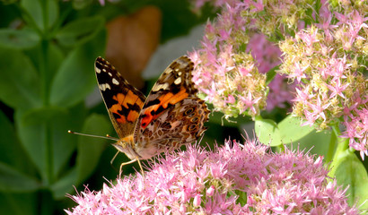 Painted Lady