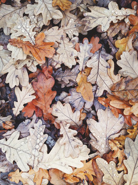 Pile of wet oak leaves in autumn