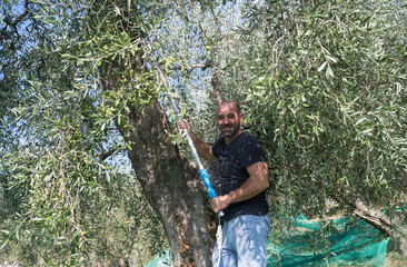 Naklejka na ściany i meble Harvesting olives