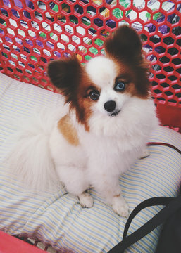 Small Dog in Shopping Cart