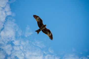an eagle in the sky flight hawk