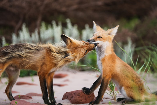 Pair of young wild foxes caring in natural animal environment