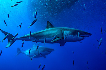 Two large Great White Sharks swim among a school of sardines under the boat in Guadalupe, Mexico