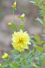 黄色いダリア