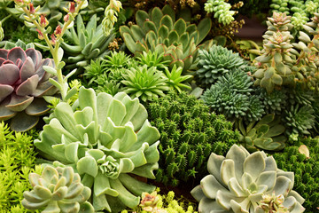 beautiful nature green cactus garden set for background