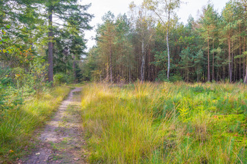 Pine forest in sunlight at fall