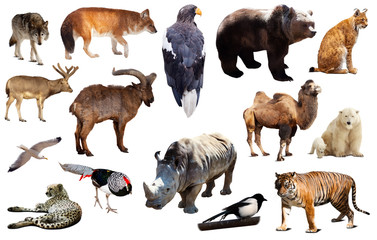 asia animals isolated