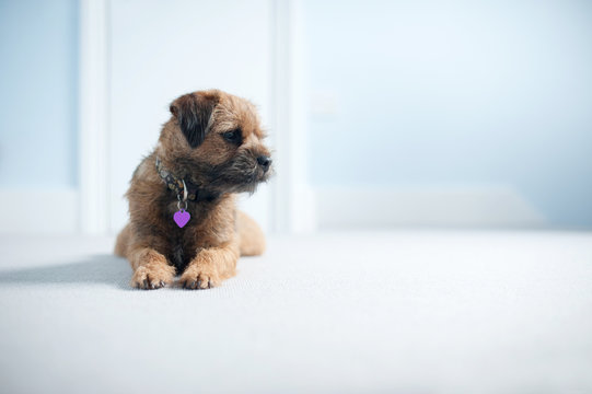 Sweet Border Terrier