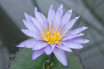 Blue Lotus