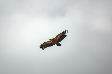 Vulture flying in the gray sky