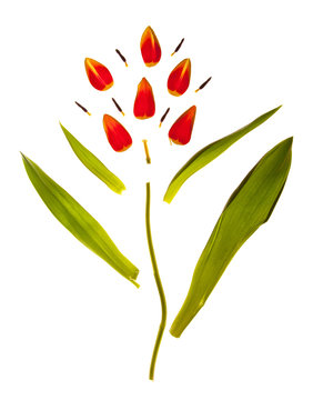 Exploded View of a Tulip