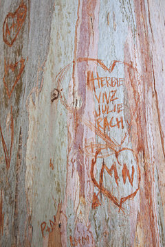 love heart and initials carved into a gum tree