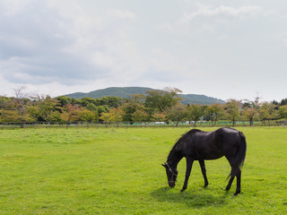 北海道 サラブレッド 放牧風景