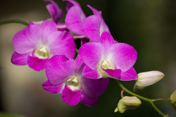 Fototapeta na wymiar Fresh White mix Pink orchid flower