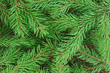 Fototapeta na wymiar Background of natural fresh fir branches
