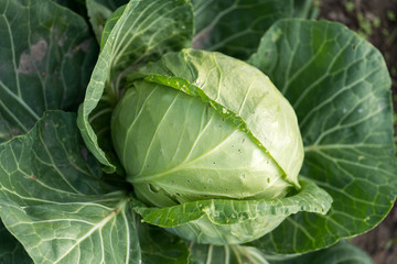 Fototapeta na wymiar Cabbage