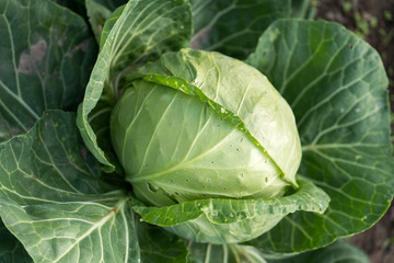 Cabbage