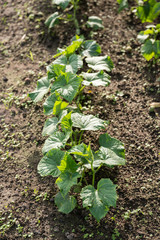 Cucumber plant