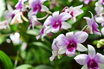 Obraz na płótnie Canvas selective focus beautiful fresh orchids with copy space