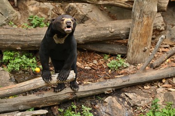 Malayan bear in the nature habitat. Beautiful smaller kind of bears in zoo. Rare animal in...